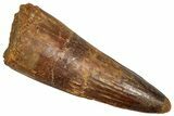 Fossil Spinosaurus Tooth - Real Dinosaur Tooth #356813-1
